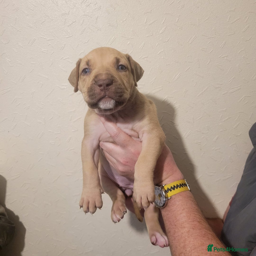 Presa Canario dogs for sale: Stunning litter of Presa Canario Puppies - Image 21