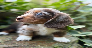 Miniature Dachshund dogs KC Miniature Dachshund Puppies - Advert 8