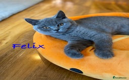 British Shorthair cats for sale: British Shorthair kittens, GCCF Certificate  in Dundee - Image 3