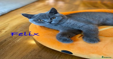 British Shorthair cats in Dundee - Advert 5