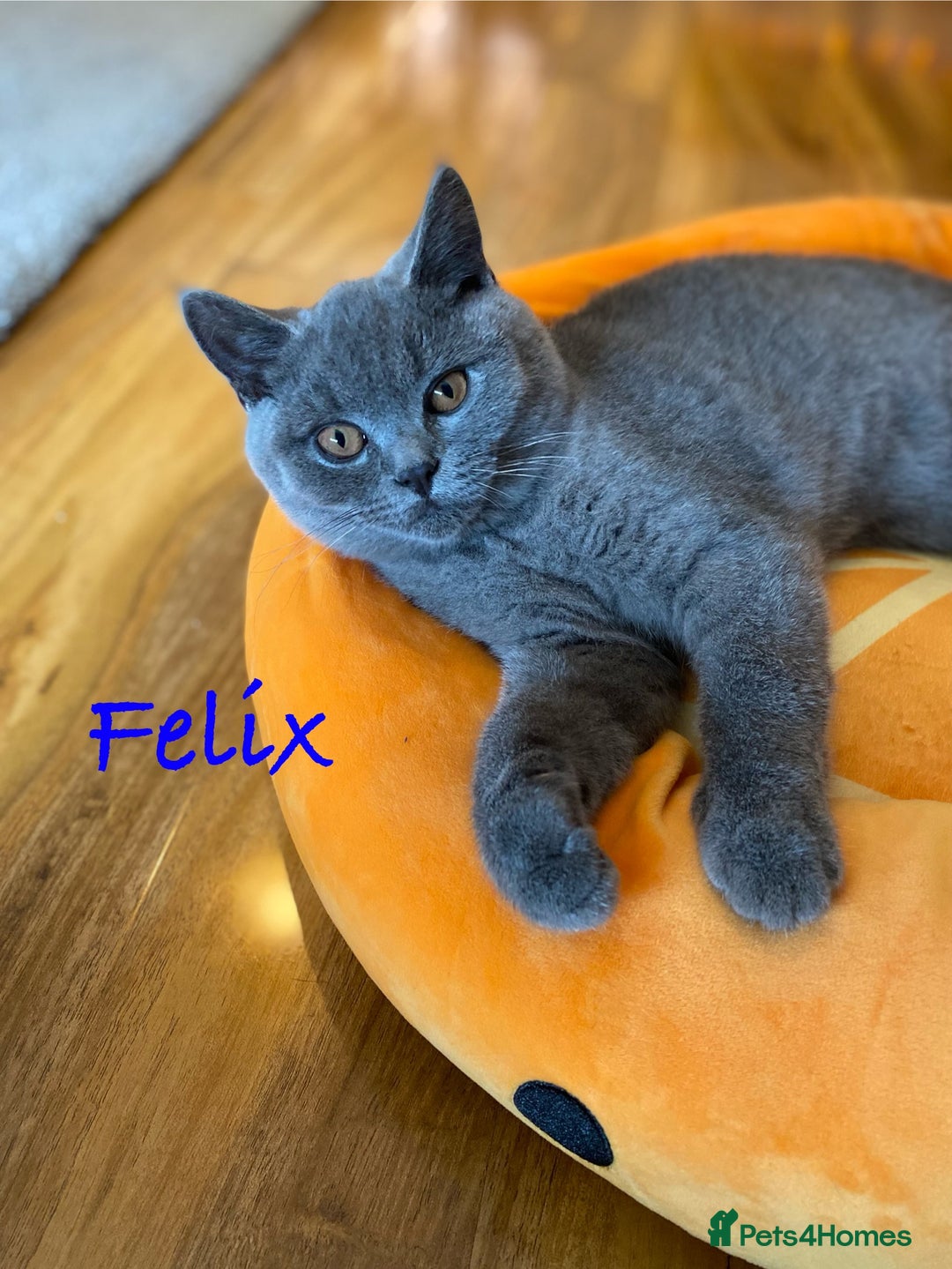 British Shorthair cats for sale: British Shorthair kittens, GCCF Certificate  in Dundee - Image 3