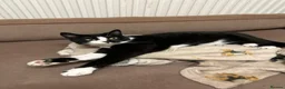 Mixed Breed cats for sale: Luna - please read description  - Advert 2