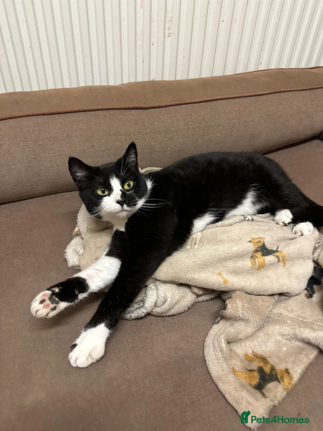 Mixed Breed cats for sale: Luna - please read description  - Advert 2