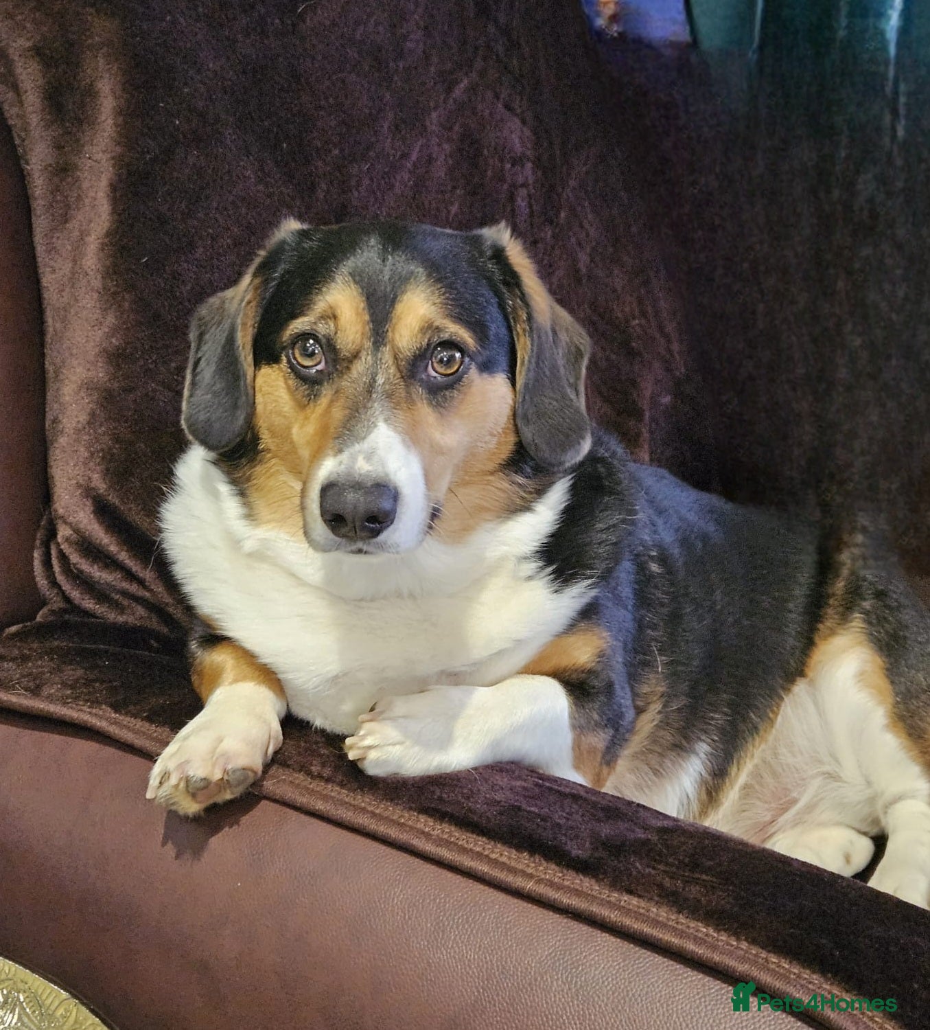 Welsh Corgi Cardigan dogs Mr Taffy looking for his forever family - Advert 3