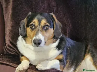 Welsh Corgi Cardigan dogs Mr Taffy looking for his forever family - Advert 3