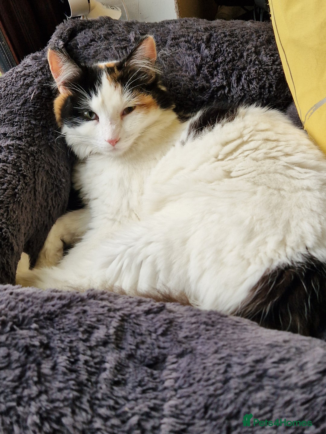 British Longhair cats for sale: Female adult cat - Image 4