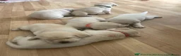 Labrador Retriever dogs for stud: Fantastic Labrador for stud - Advert 8