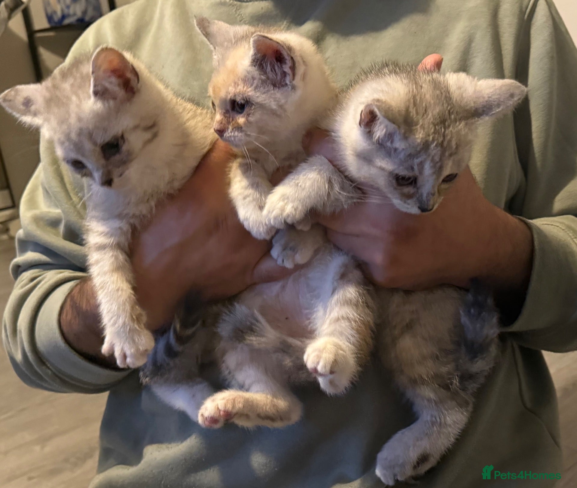 British Shorthair cats Chunky Silver and ginger BSH kittens  - Advert 2