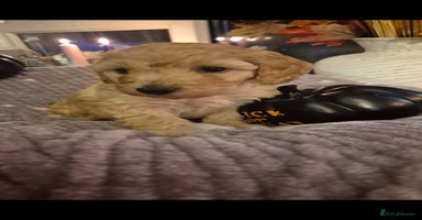 Cockapoo dogs - Advert 3