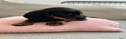 Miniature Dachshund dogs for sale: READY TO GO TODAY! KC registered Miniature - Advert 5