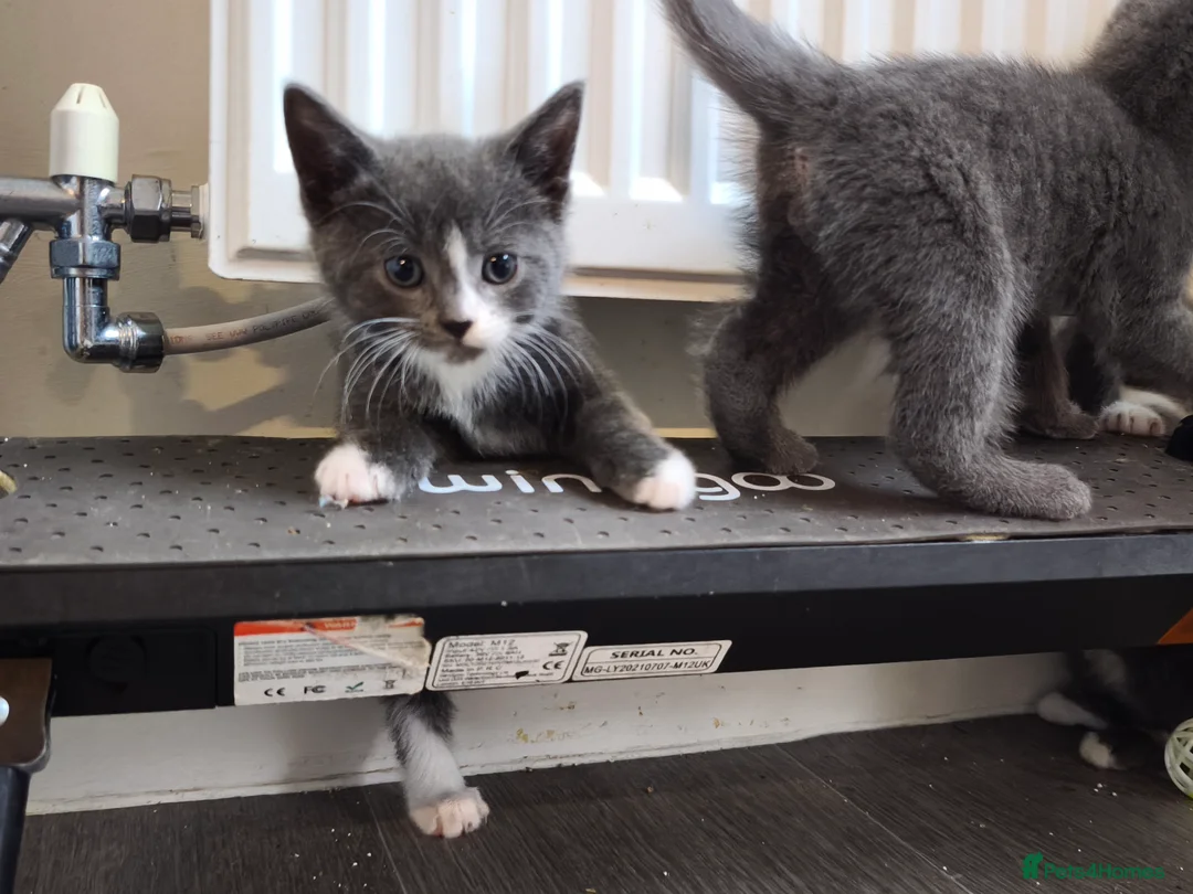 British Shorthair cats for sale: Kittens 🐈🐈🐈 in Bristol - Advert 2