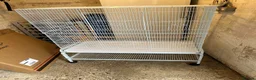Budgerigars birds for sale: Two budgies  in Leighton Buzzard - Advert 3
