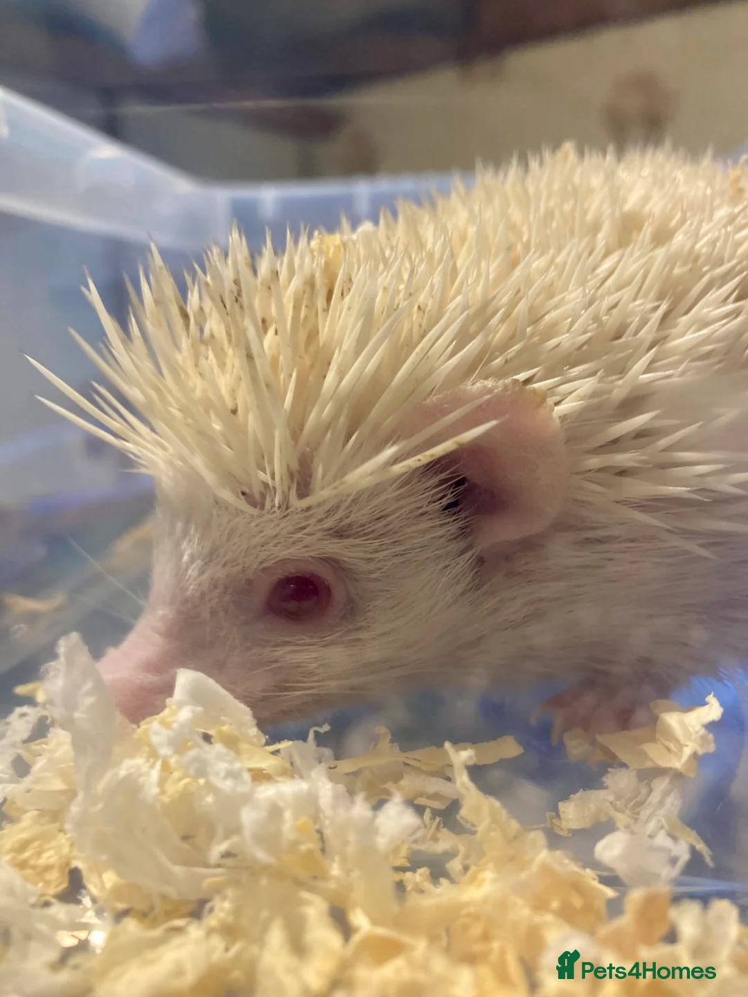 Sugar Glider rodents for sale: Baby leu sugar gliders and Pygmy hedgehogs  - Advert 5