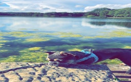 French Bulldog dogs for sale: Blue & Tan Pedigree French Bulldog - Image 4