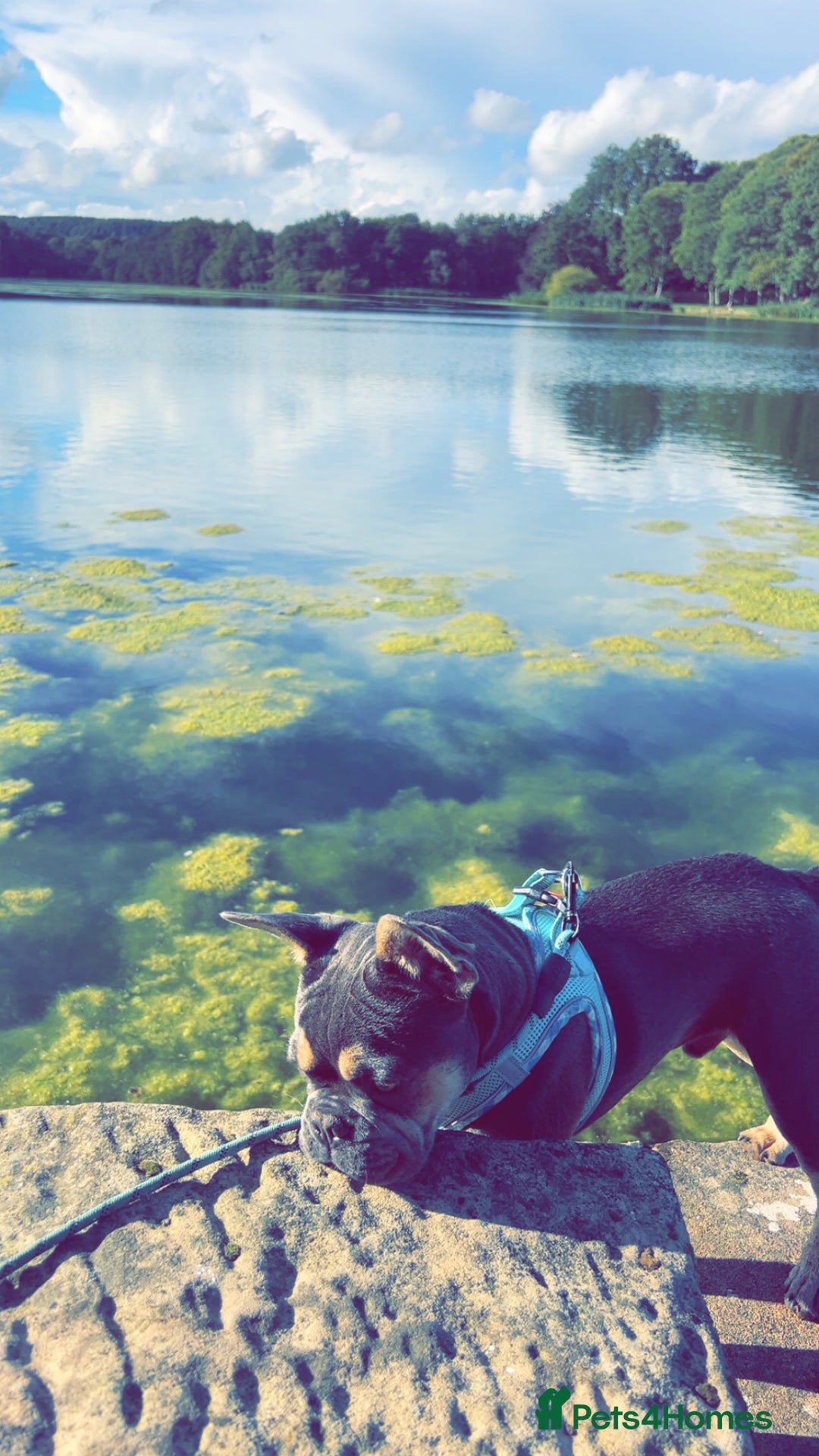 French Bulldog dogs for sale: Blue & Tan Pedigree French Bulldog - Image 4