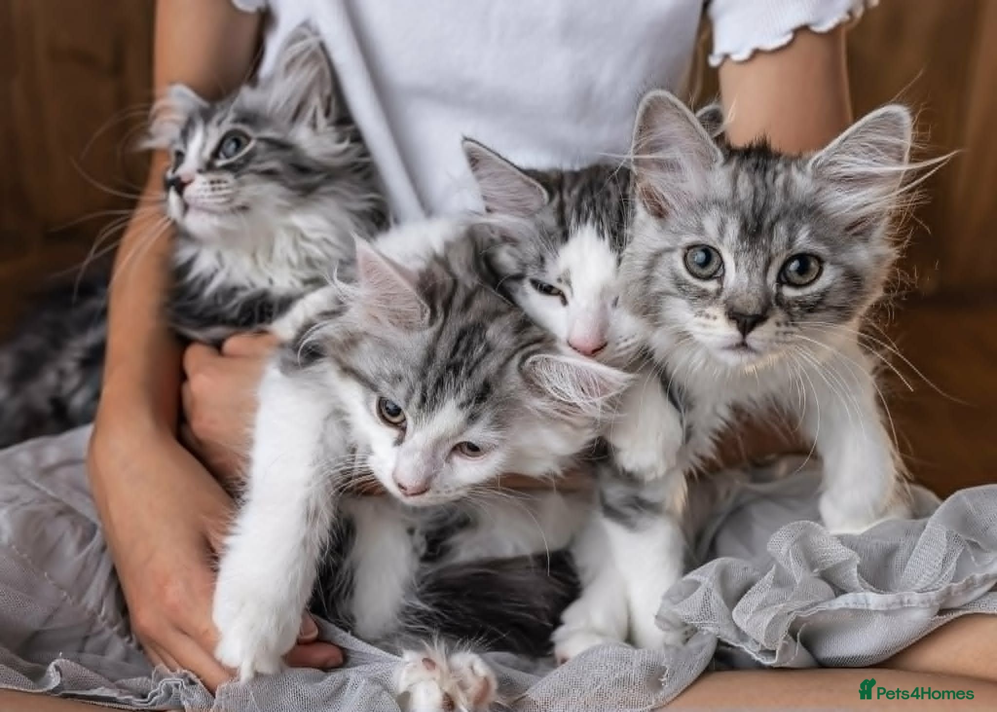 Mixed Breed cats Mixed race norwigen forest kittens!  - Advert 16
