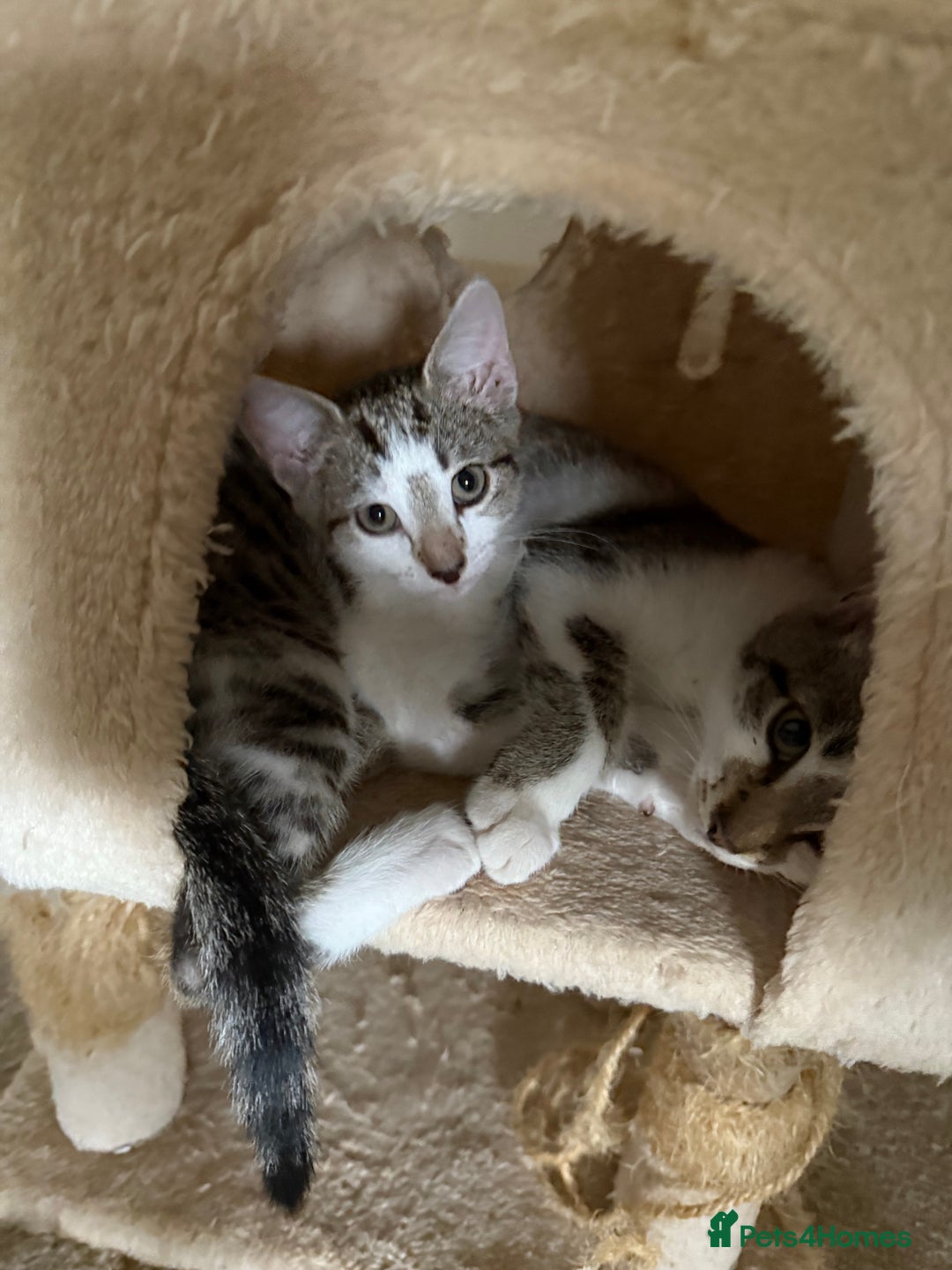 Mixed Breed cats for sale: Little Hand Reared Pops Needs His Forever Home - Advert 10