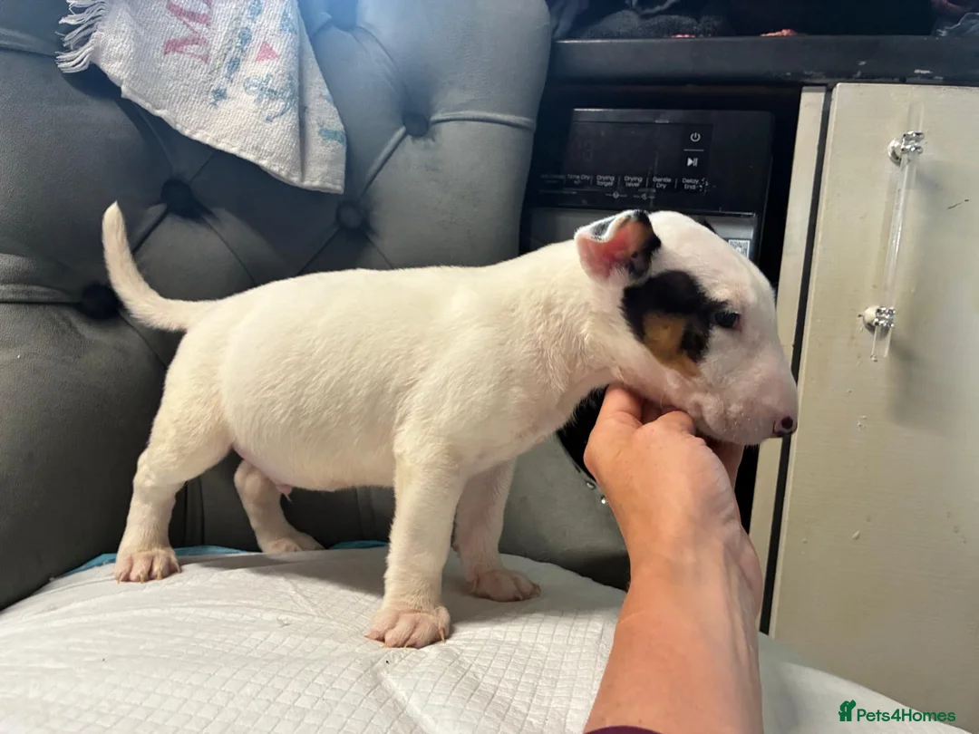 English Bull Terrier dogs for sale: Two beautiful English bull terrier puppies  - Advert 15