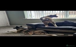 Akita dogs for sale: 🐾 American Akita Puppies for Forever Homes 🐾 - Image 3