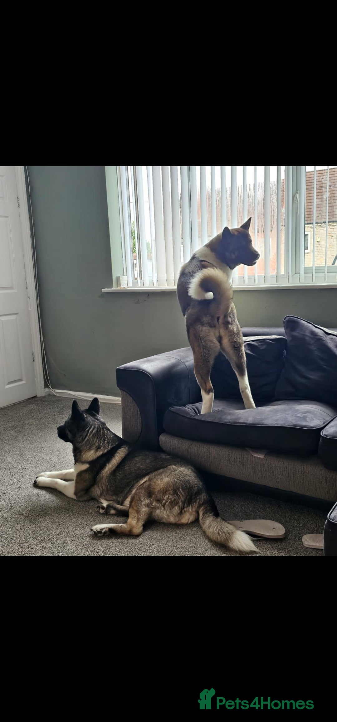 Akita dogs for sale: 🐾 American Akita Puppies for Forever Homes 🐾 - Image 3