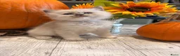Ragdoll cats for sale: Beautiful litter of Ragdoll kittens - Advert 8
