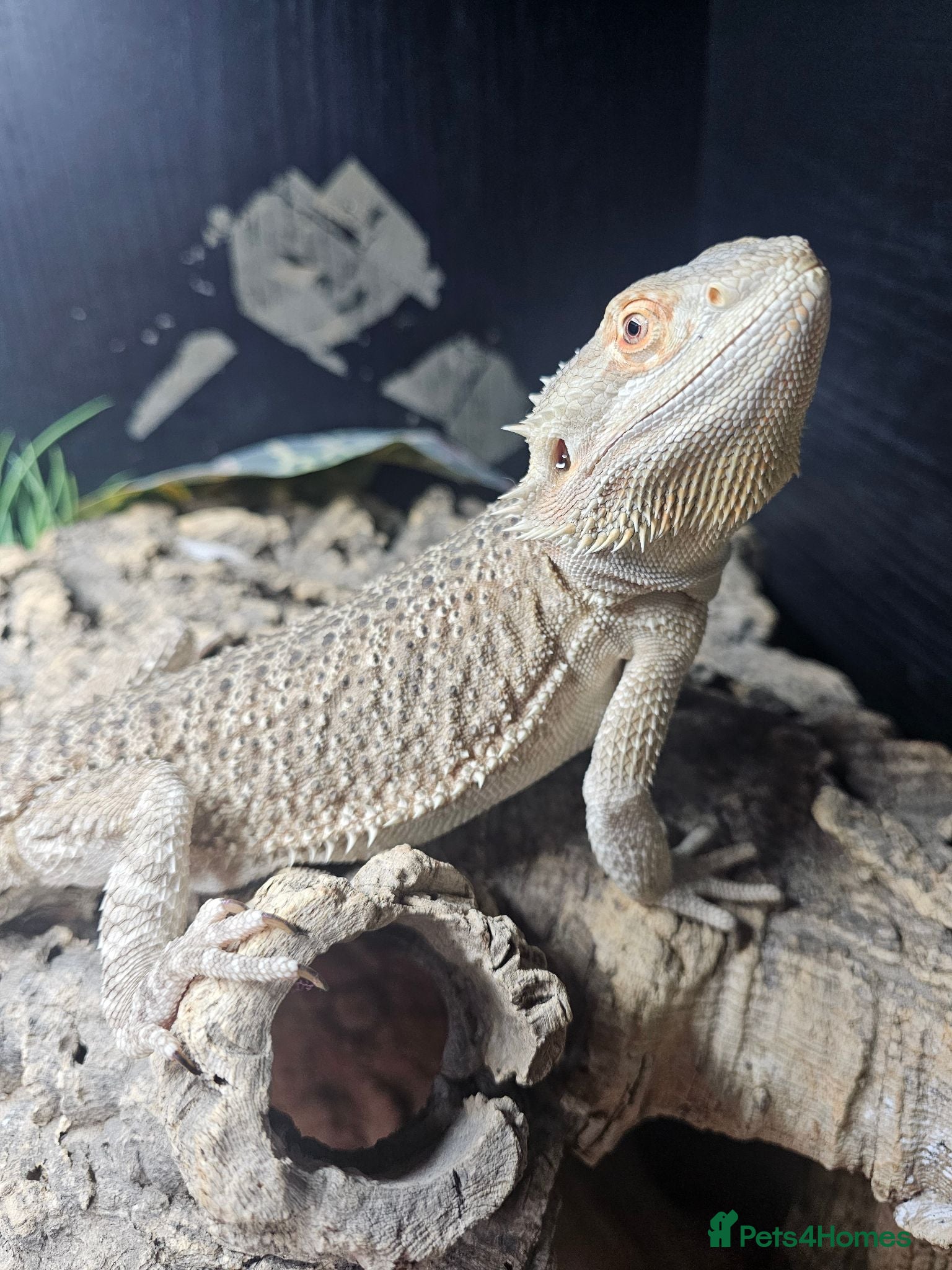 Bearded Dragon reptiles Bearded dragon and corn snake withbset ups - Advert 1