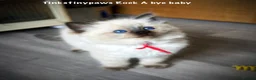 Ragdoll cats for sale: RAGDOLL Kittens  - Advert 7