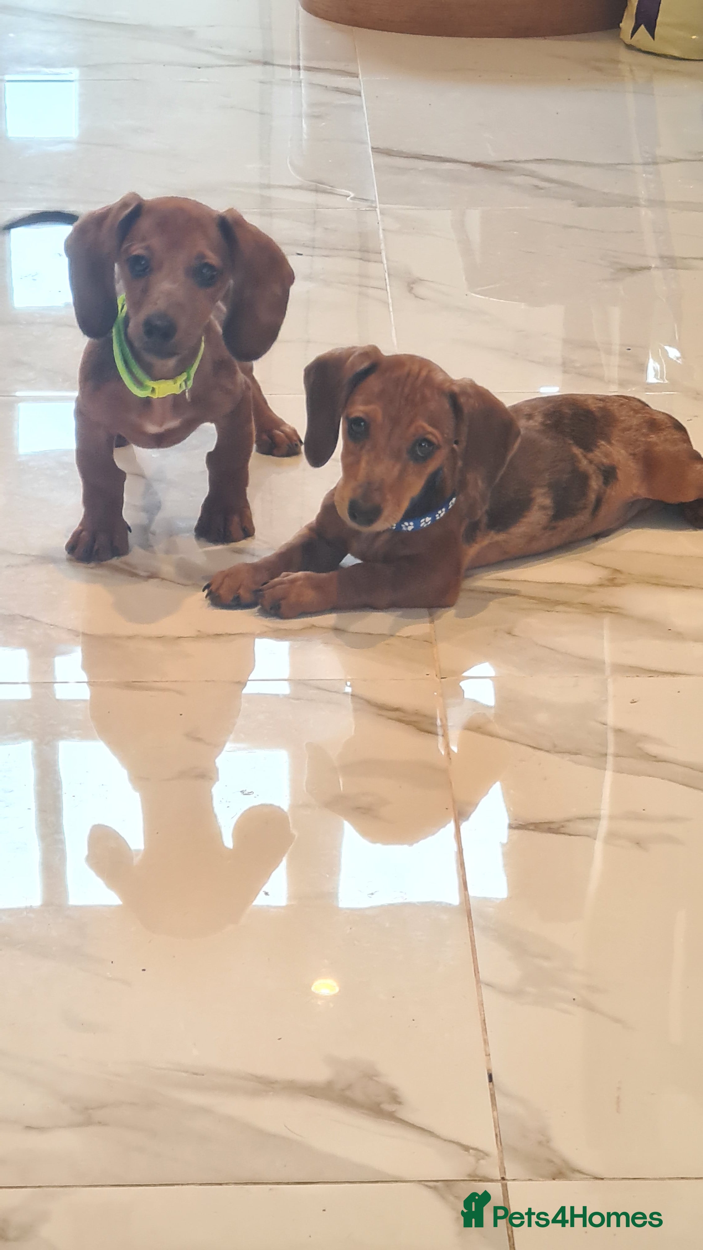 Miniature Dachshund dogs Beautiful bundle of boy mini daxies 3 boys left  - Advert 7