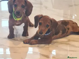 Miniature Dachshund dogs Beautiful bundle of boy mini daxies 3 boys left - Advert 7