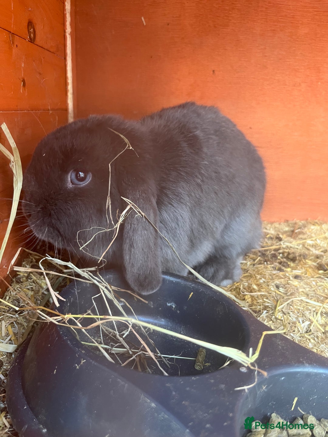 Mini Lop rabbits for sale: pure breed mini lops for sale - Advert 1