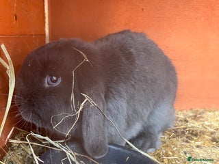 Mini Lop rabbits for sale: pure breed mini lops for sale - Advert 1