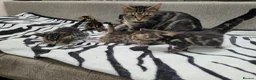 Mixed Breed cats for sale: Lovely Tabby Kittens  - Advert 11