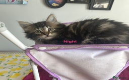 British Shorthair cats for sale: Ready for a loving home now  - Image 4