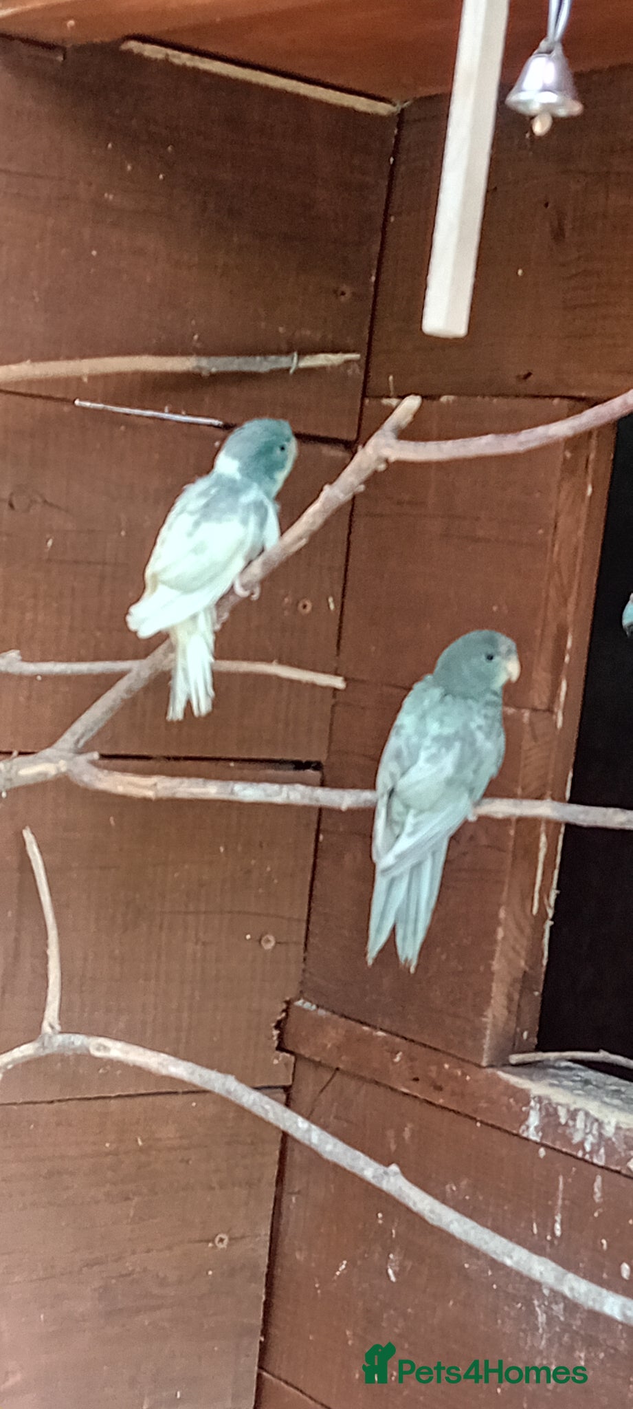 Parakeets birds   Kakarkis ..parrakeeks - Advert 10