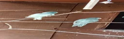 Parakeets birds for sale:   Kakarkis ..parrakeeks in Leicester - Advert 1