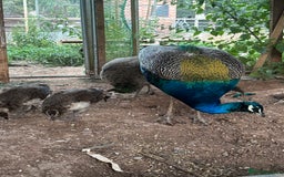 Peafowl poultry for sale: Peachicks for sale  - Image 3