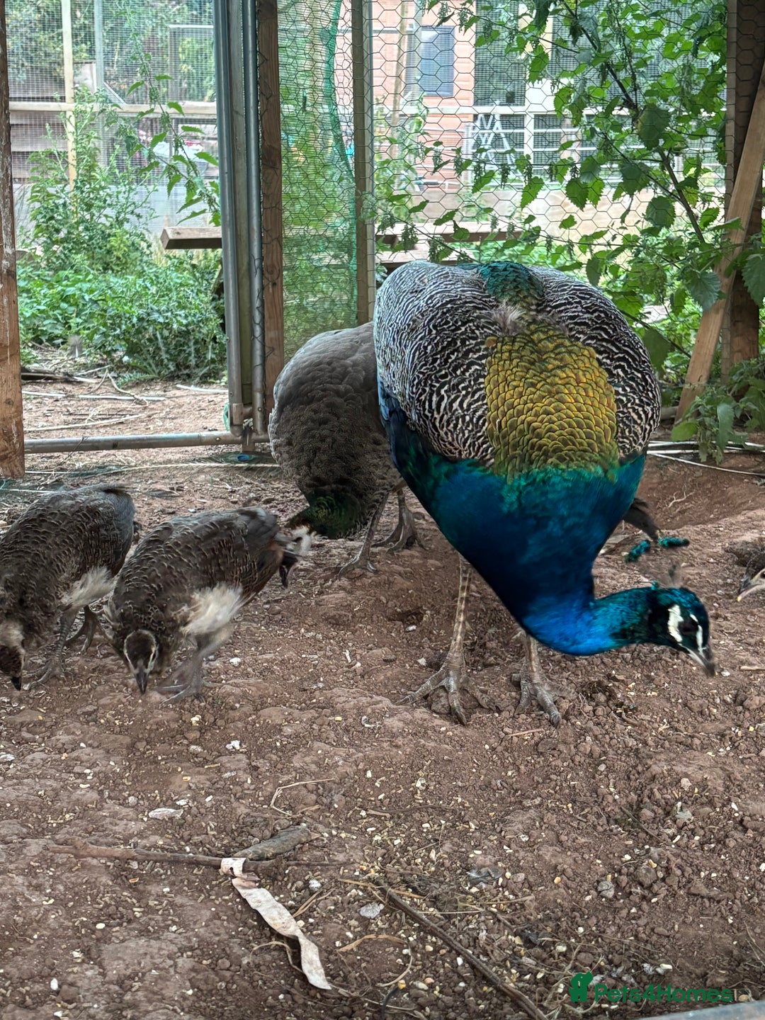Peafowl poultry for sale: Peachicks for sale  - Image 3