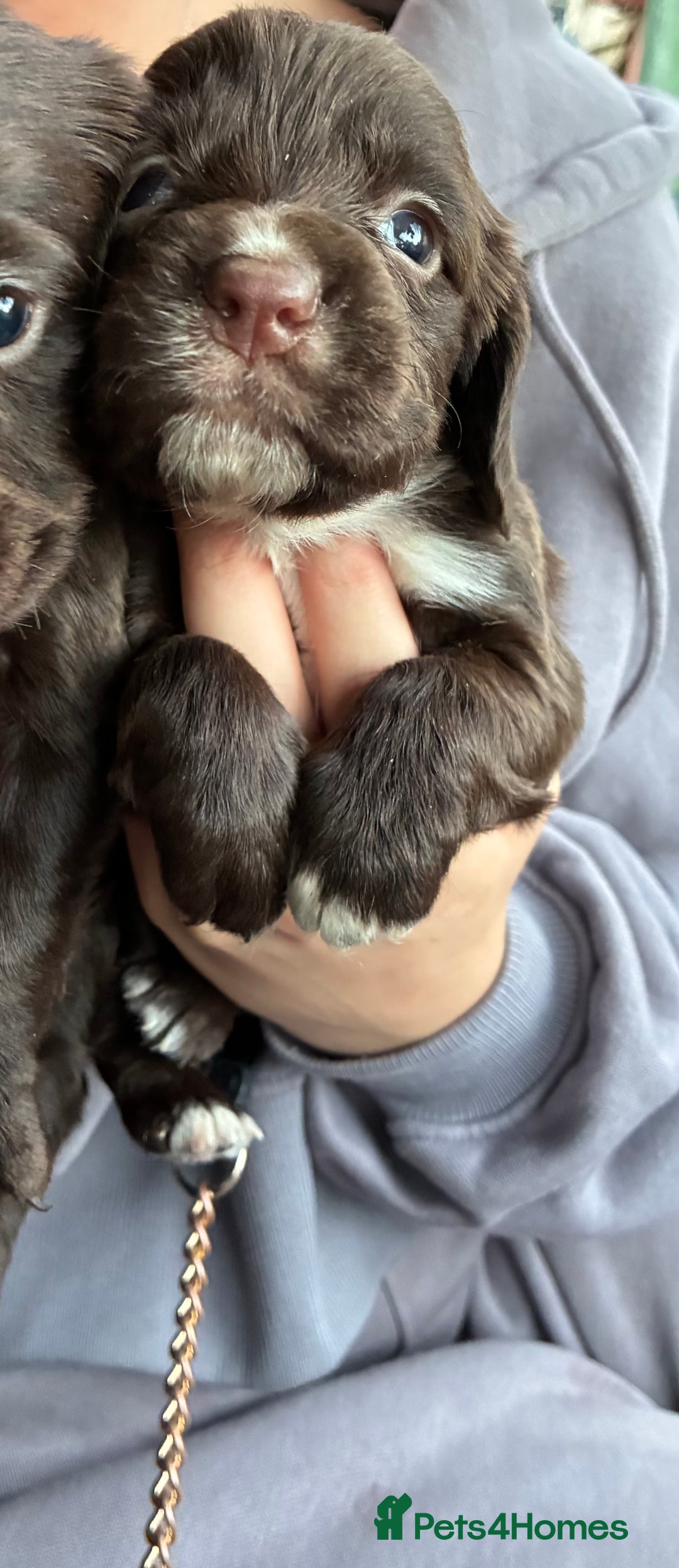 Cocker Spaniel dogs for sale: Cocker spaniel pups - Image 10