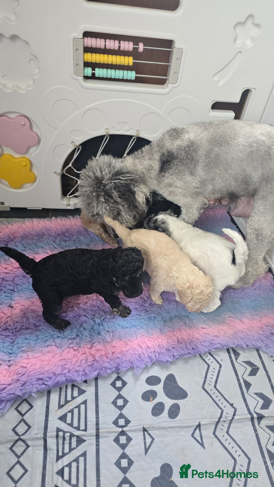 Miniature Poodle dogs for sale: SMALL SIZE MINIATURE PUPPIES RARE COLOUR DNA TEST - Image 18