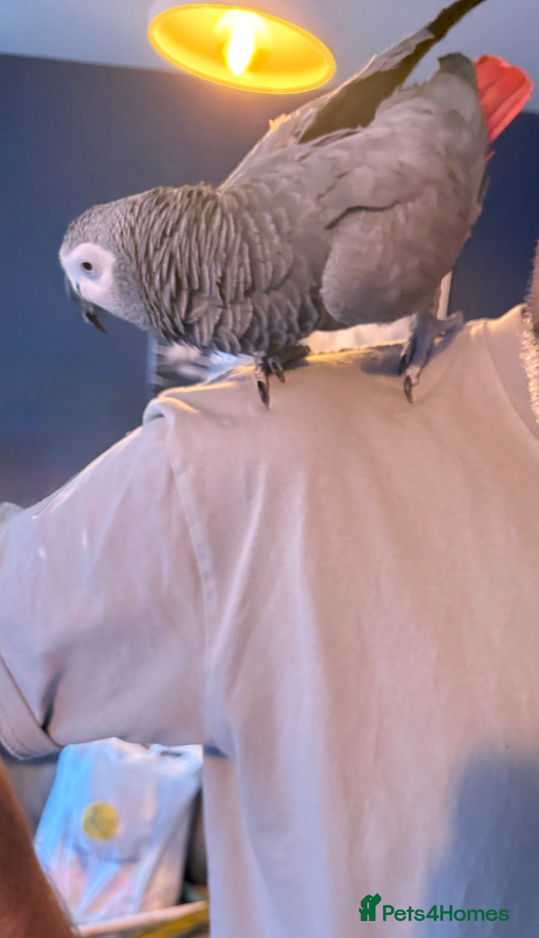 Parrots birds for sale: Male African Grey Parrot 5 year old  - Advert 1
