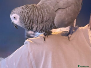 Parrots birds Male African Grey Parrot 5 year old - Advert 1