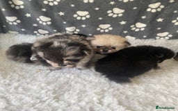 Pomeranian dogs for sale: Stunning litter merl Pomeranian - Image 1