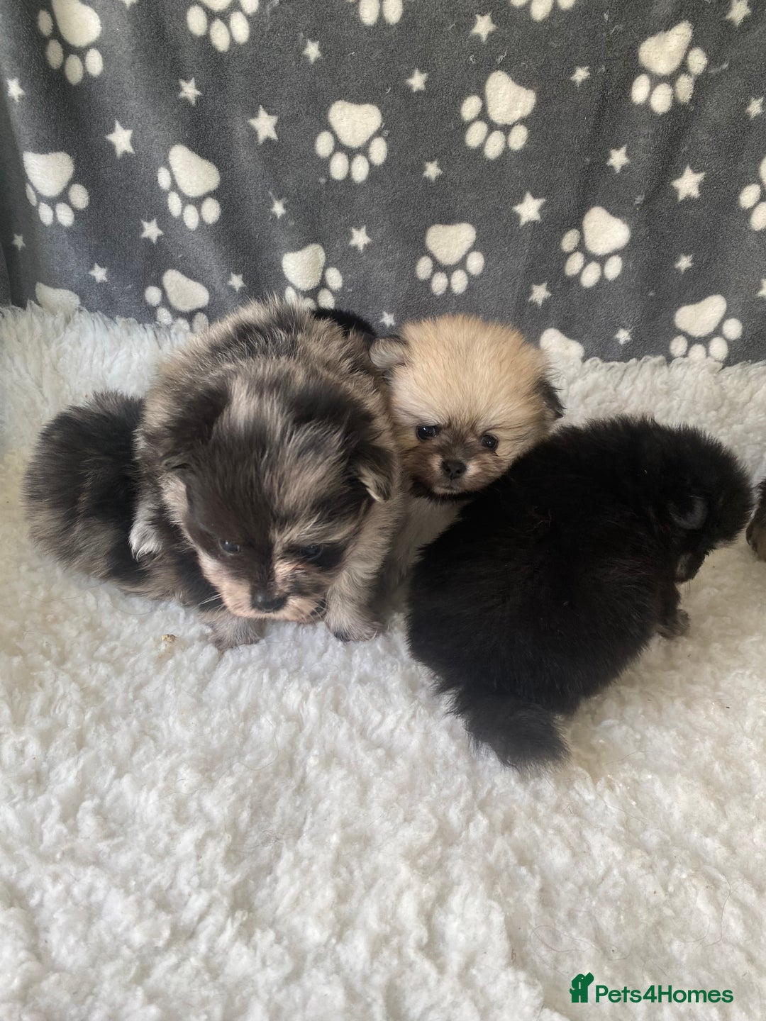 Pomeranian dogs for sale: Stunning litter merl Pomeranian - Image 1