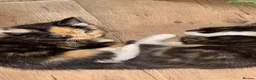 Mixed Breed cats for sale: Velvet kisses  - Advert 3