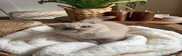 British Shorthair cats for sale: Chunky British Short Hair Kittens  - Advert 7