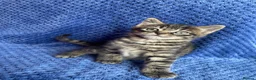 Mixed Breed cats for sale: Mainecoon kittys  - Advert 6