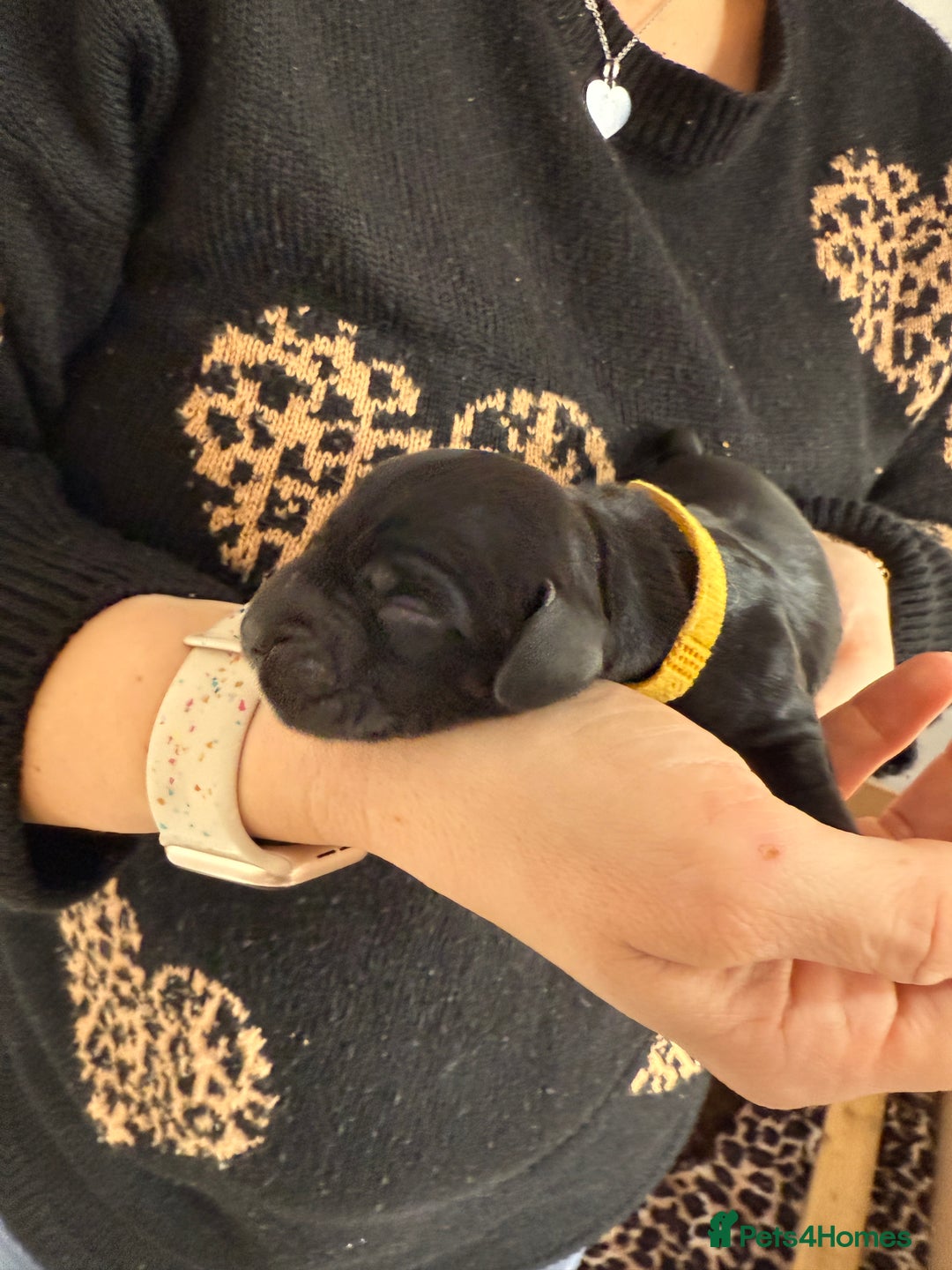 Cocker Spaniel dogs for sale: 6 beautiful Cocker Spaniel puppies.  - Advert 27