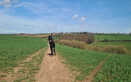 Cane Corso dogs for sale: 1year old cane corso *Silas* - Image 2