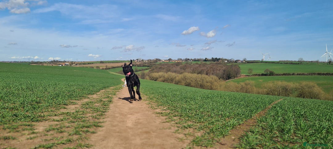 Cane Corso dogs for sale: 1year old cane corso *Silas* - Image 2