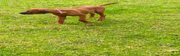 Rhodesian Ridgeback dogs for sale: KC reg Ridgeback puppies - Advert 7